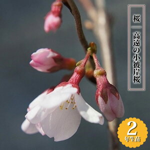  y̏ފݍz 2Nږؕc 6O|bg