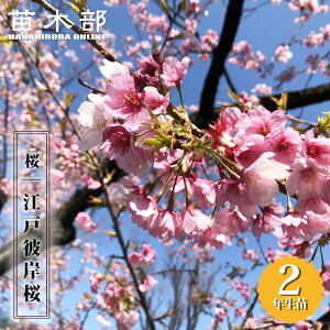  y]˔ފݍ iǂЂjz 2Nږؕc