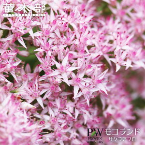 Z_ Rh yTNAtz 4|bgciPW)i_iɂB͂Tj