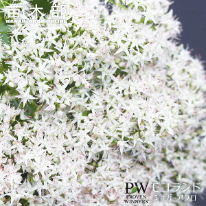 セダム モコランド 【シュガーアフロ】 4号ポット苗(PW)(契約品種につき増殖はお控えください)