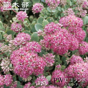 セダム モコランド 【シルバーチェリー】 4号ポット苗(PW)(契約品種につき増殖はお控えください)