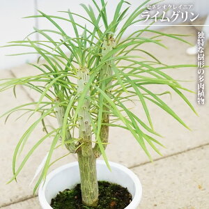 モンキーツリー 観葉植物」の人気商品一覧・価格比較 - 価格.com