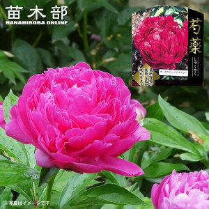 䉖 yI[KXeBhEA[z 6XbgA