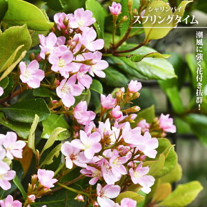 シャリンバイ スプリングタイム 5号ポット苗