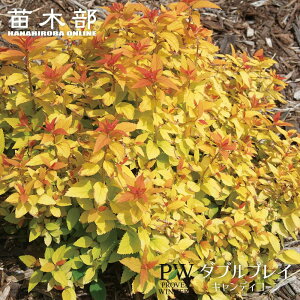 VcP y_uvC LfBR[z 3.5|bgciPW) i_iɂB͂Tj