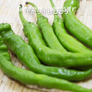 ył Ƃz 3|bgc ꌧY y\̔z4{ח\