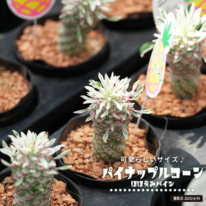 pCibvR[ yقق݃pCz 3c