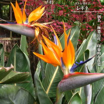 楽天市場】ストレチア 極楽鳥 花の通販