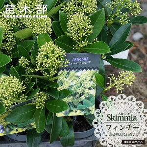 Ԃ炭XL~A ytB`[z 3.5|bgc