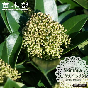 Ԃ炭XL~A ytOgNEhz ~}VL~ 3.5|bgc