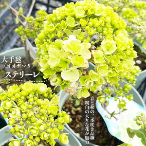 IIf} yXe[z 5|bgc } ro[i