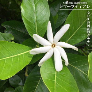 タヒチクチナシ ドワーフティアレ 3号ポット苗