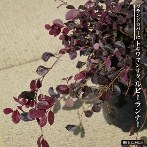 gL}TN r[i[ 5|bgc PVP