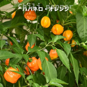 Ƃ炵 hq 3|bgc nol bh or WFLA or ^oXR or ny[j or ꓇Ƃ炵 炨IтB y\̔z4{ח\