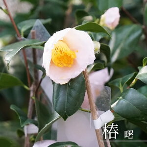  c y iڂ́jz ږ A J 12`3