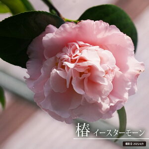  c yC[X^[[z ږ A J 2`4 y\̔z9`11{ח\