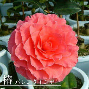  c yo^Cf[z ږ A J 2`3