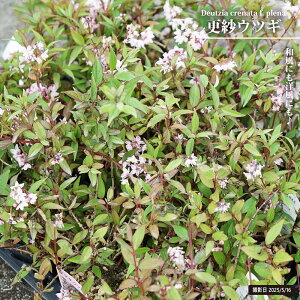 XуEcM iTTEcMj 4|bgc