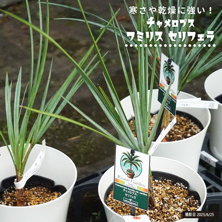 楽天市場】ヤシの木 【ブラヘア・アルマータ】 7号鉢植え : 苗木部 
