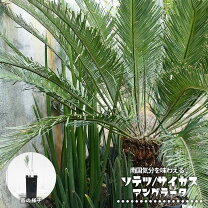 楽天市場】サイカスの通販