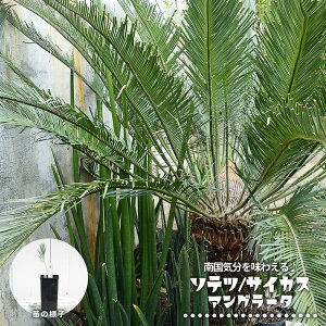 hS (\ec) TCJX yAO[^z 4|bgc 