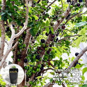 �W���{�`�J�o �y�N���V�t�B�b�N�X�z 2���|�b�g�c ����