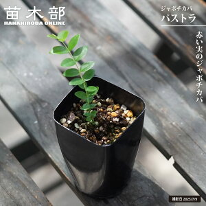 �W���{�`�J�o �y�p�X�g���z 2���|�b�g�c ����