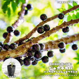 ジャボチカバ 【パープルフレッシュ&ブランチ】 2号ポット苗 実生