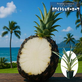 パインアップル 【ホワイトシュガーローフ】 4.5号ポット パイナップル 組織培養
