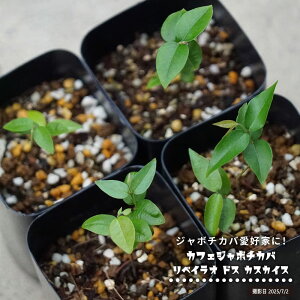 �J�t�F�W���{�`�J�o �y���x�C���I �h�X �J�X�J�C�X�z 2���|�b�g�c ����