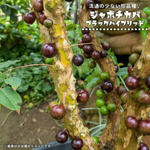 �W���{�`�J�o �y�u���b�N�n�C�u���b�h�z 2���|�b�g�c ����