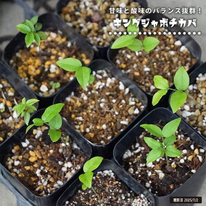 �W���{�`�J�o �y�L���O�W���{�`�J�o�z 2���|�b�g�c ����