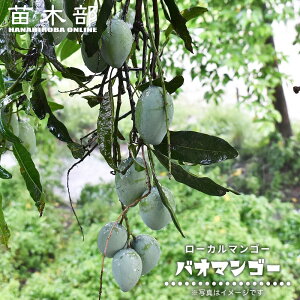 【バオマンゴー】 3号ポット苗