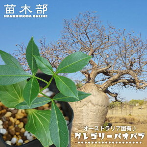 【グレゴリーバオバブ】 実生 3号ポット苗