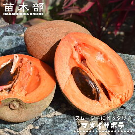 【マメイサポテ】 実生 ロングポット