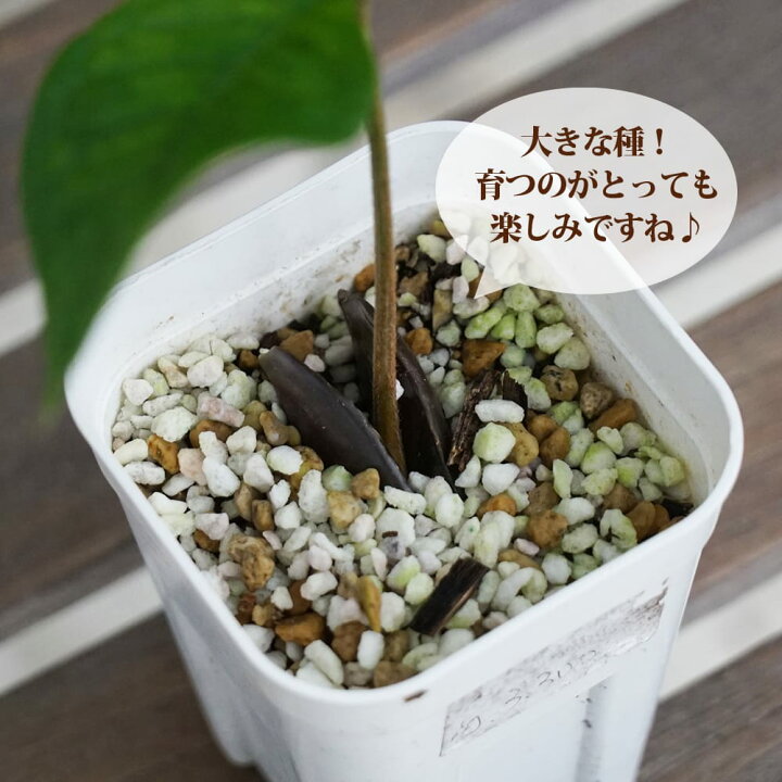 楽天市場】アイスクリームビーン 【ジャイアントマチェット】 実生苗 