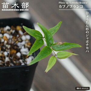 �W���{�`�J�o �y�J�u�m�u�����R�z 2���|�b�g�c ����