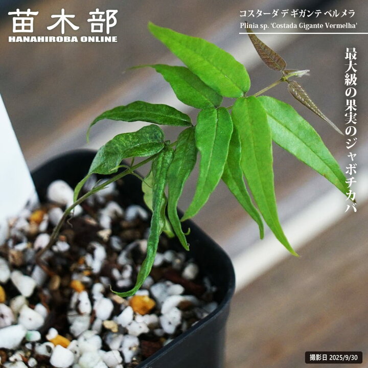 楽天市場】ジャボチカバ 【コスターダ・デ・ギガンテ ベルメラ】 2号 