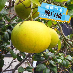 【晩白柚】 苗 ザボン 3年生接木大苗 【産地で剪定済 1.0m苗】