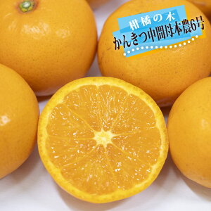 IW c y񂫂ԕ{_6 iイڂق̂jz 1Nږؕc o^iEio^