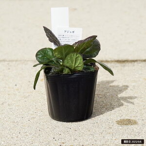 AWK v^X 3|bgc o[KfBO[i}`J[j or `R[g`bv or p[vA or oGK[^ or 