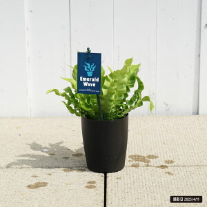 AXvjE yGhEF[uz 4A i or j