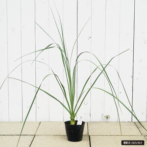 mi yl\j[z 5|bgc ϊ쉢v