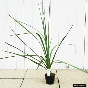 miyGNZTz 5|bgc ϊ쉢v