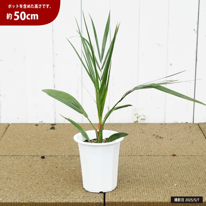 楽天市場】ヤシの木 カナリーヤシ フェニックス 5号白鉢植え : 苗木部 