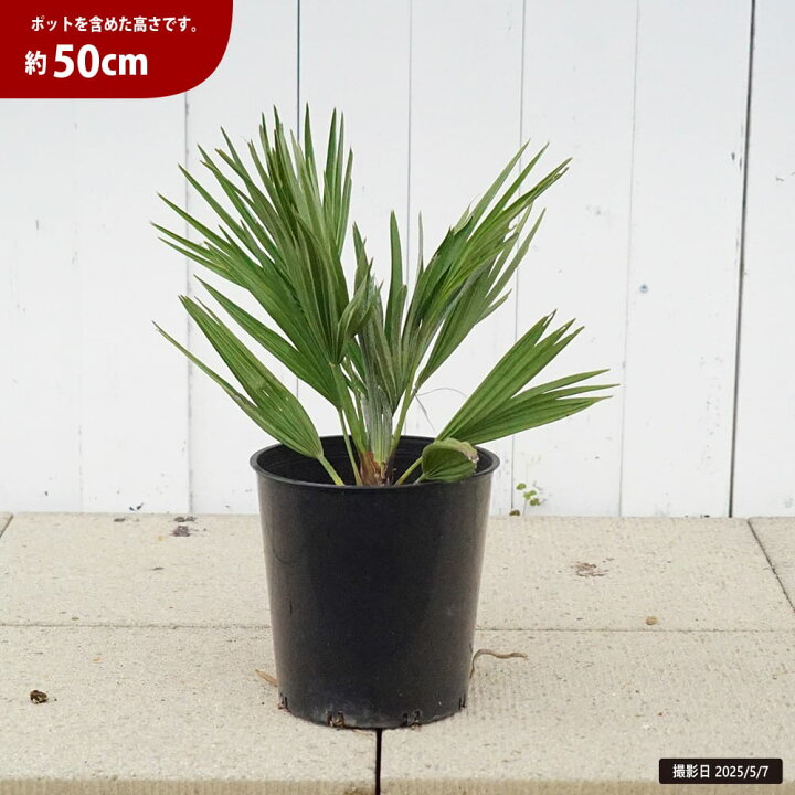 楽天市場】ヤシの木 【チャメロプス ボルゲーノ】 7号黒鉢植え : 苗木 
