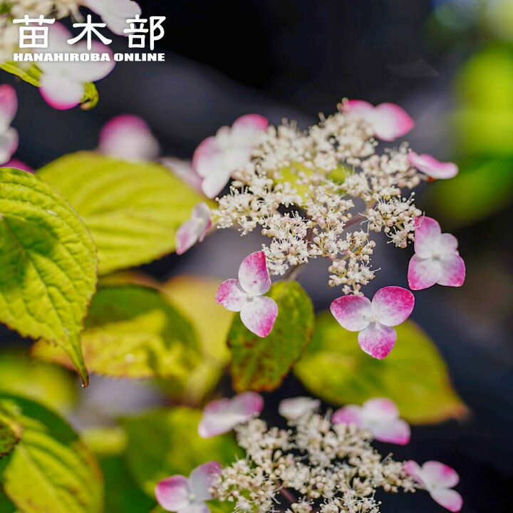 楽天市場】紫陽花 ヤマアジサイ 【紅（くれない）】 5号ポット苗 