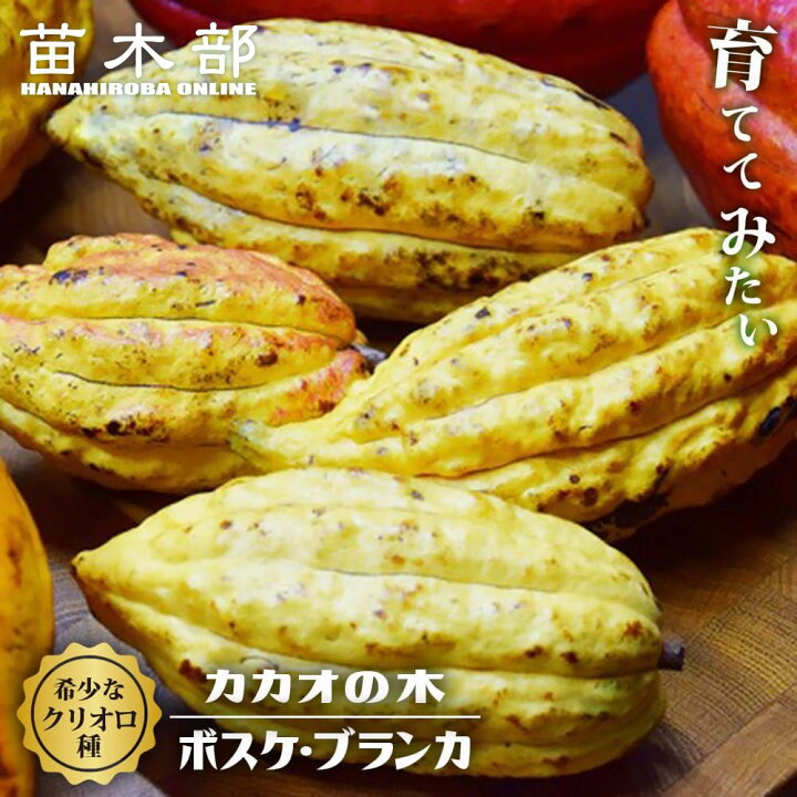 楽天市場】カカオ 【クリオロ種 ボスケ・ブランカ】 Theobroma cacao 