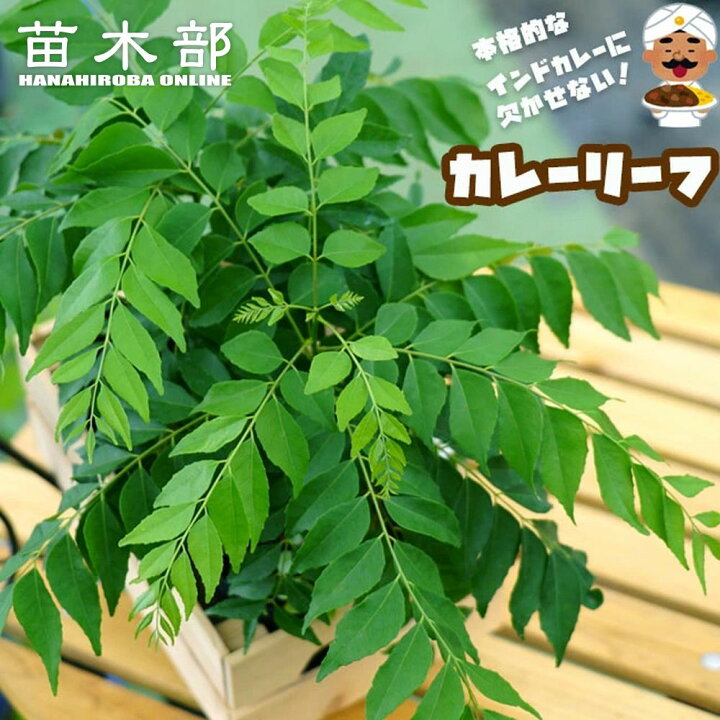 楽天市場】カレーリーフ 実生 5号ポットまたは鉢植え : 苗木部 by 花 