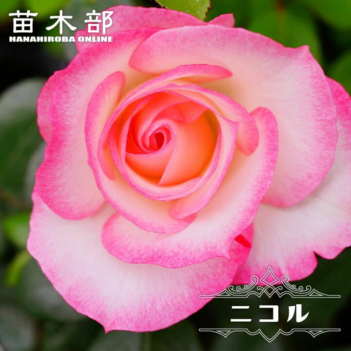 楽天市場】四季咲きバラ苗 【ニコル】 1年生 新苗 : 苗木部 by 花 